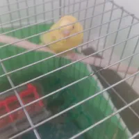 چهار عدد مرغ عشق سرحال وجفت|پرنده|اسفراین, |دیوار