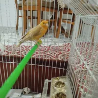 قناری ماده سوخته جفت سهره