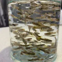 بچه ماهی گوپی