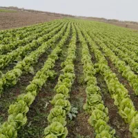 کاهو روغنی درجه یک