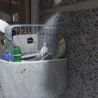 یک جفت عروس