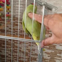 فروش یک عدد طوطی|پرنده|تربت جام, والفجر|دیوار