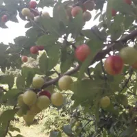 آلوچه جنگلی وحشی|خوردنی و آشامیدنی|نوشهر, |دیوار