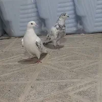 طوقی|پرنده|ارشق, |دیوار