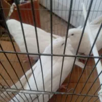 کبوتر سفید پرشی|پرنده|برخوار, |دیوار