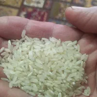 فروش برنج سرخه