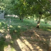 باغ 650 متری|فروش دفتر صنعتی، کشاورزی، تجاری|شبستر, |دیوار