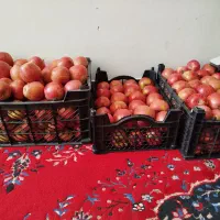 سیب قرمز ارگانیک|خوردنی و آشامیدنی|شیراز, زرهی|دیوار
