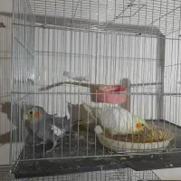 پرنده عروس هلندی مولد جوجه فنچ نرگسی|پرنده|تهران, شکوفه (عبدل آباد)|دیوار