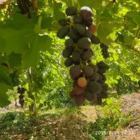 فروش باغ سی سخت چهار را باغات|فروش خانه و ویلا|سیسخت, |دیوار