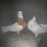 طوقی زرد طوقی هفرنگ|پرنده|سبزوار, قصبه شرقی|دیوار