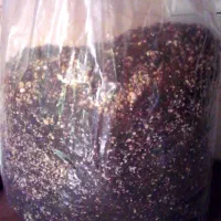 خاک بستر کشت کوکوپیت پرلیت بهداشتی