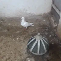 کاغذی نرخوشکل