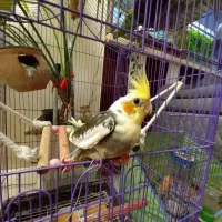 جوجه عروس هلندی تاج پرنسس سینه پر در محیط طبیعی|پرنده|فردیس, شهرک شهید حسینی|دیوار