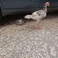 جوجه چیل لاری