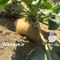 فروش چغندر گاوی کیلوی ۷۰۰۰ تومان