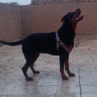 سگ روتوایلر اصلی