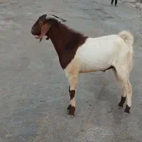 فروش پازن و کهره نر