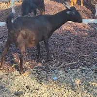 بز ابست به فروش می‌رسد