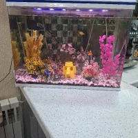 آکواریوم سالم بدون شکستگی با لوازم داخلی