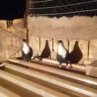 یک جفت سیاه سیندق|پرنده|رفسنجان, |دیوار