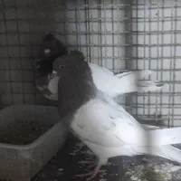 کفتر|پرنده|تهران, دولاب|دیوار