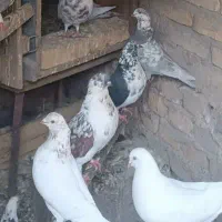 کبوتر پرشی|پرنده|تفت, |دیوار