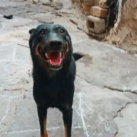 سگ نژاد داره دوبرمن