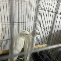 عروس هلندی جوجه|پرنده|کرج, آق تپه|دیوار