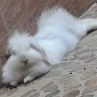 خرگوش پشمالو