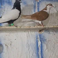 دوبال و سینه ای