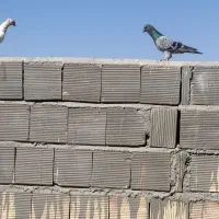 کبوتر|پرنده|مشهد, امیر المومنین|دیوار