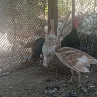 بوقلمون