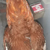 ۲عددلاری دانگ بالا سالم