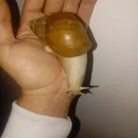 حلزون(اجتینا)|خزنده|ارومیه, |دیوار