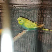 دوتا ماده مرغ عشق انگلیسی گردB