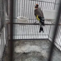 سره نر دوساله|پرنده|تهران, مسگرآباد|دیوار