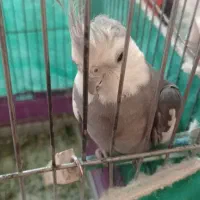 عروس هلندی|پرنده|بروجرد, |دیوار