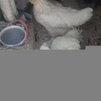 مرغ لهستانی