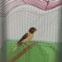 قناری نر و ماده