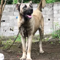 واگذاری سگ سرابی وپژدر|سگ|تالش, تالش|دیوار