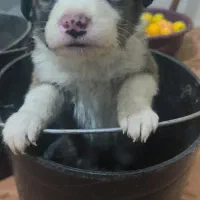 فروش توله سگ قهدریجانی