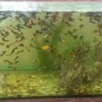 ماهی گوپی نژاددار مولد ممتاز|ماهی|رودهن, |دیوار