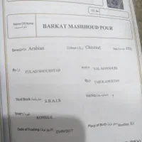 فروش اسب همراه با دو کره