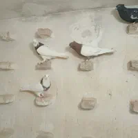 کبوتر|پرنده|جهرم, |دیوار