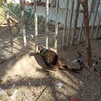 مرغ آمریکایی و پاکستانی|پرنده|بهبهان, |دیوار