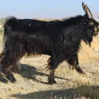 فروش دو عددچپش|حیوانات مزرعه|شیراز, بازار|دیوار