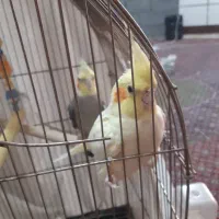 عروس هلندی معاوضه با قناری