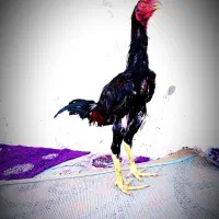 خروس لاری مرغ لاری