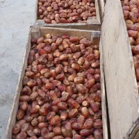 750000|عمده‌فروشی|اهواز, کارون|دیوار